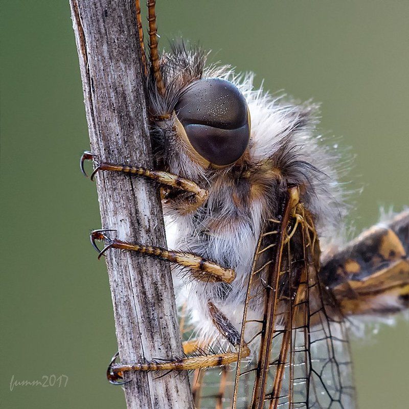 КАРТИНКА ДЛЯ РАЗГЛЯДЫВАНИЯ. АСКАЛАФ. фото превью
