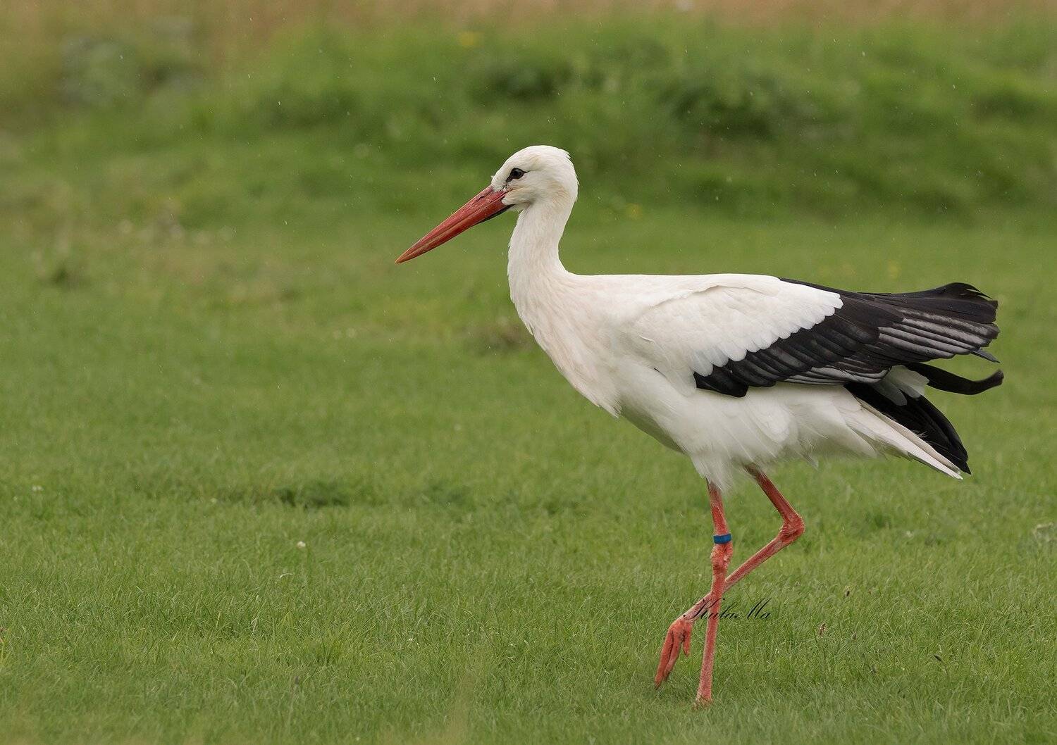 Birds, Nature, Wildlife, Maria Kula