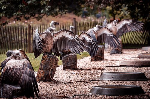 *Сушим перья, парни*