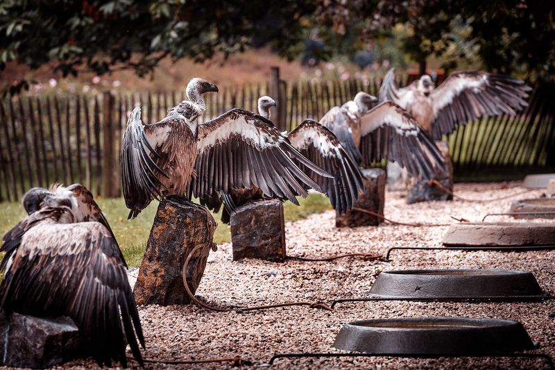 грифы, дождь, мокрые перья, зоопарк, бельгия *Сушим перья, парни* фото превью