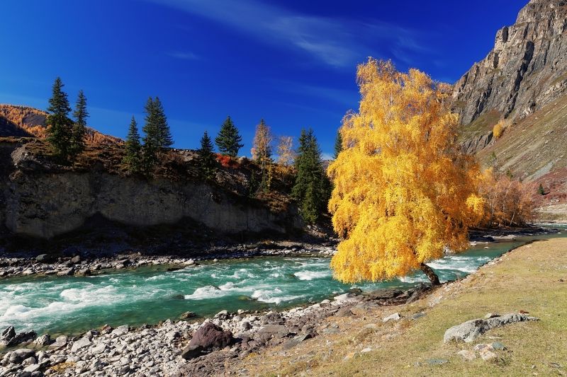 алтай, чуя Золотая осень фото превью