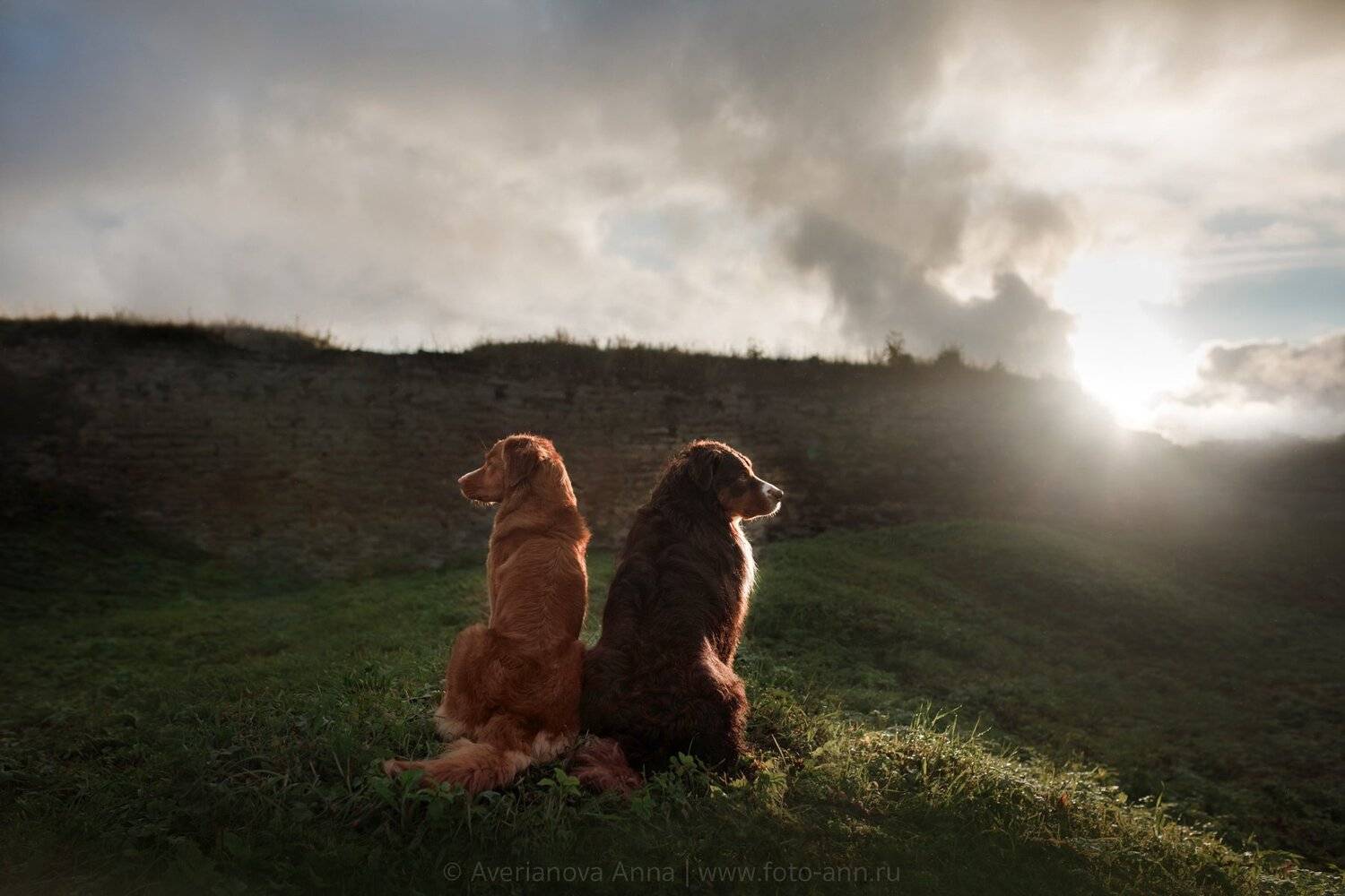 собаки, природа, Анна Аверьянова
