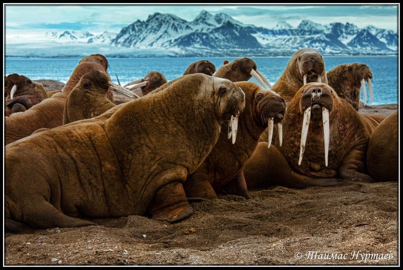 83  ПАРАЛЕЛЬ фото превью
