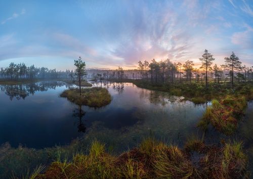 В болотном царстве