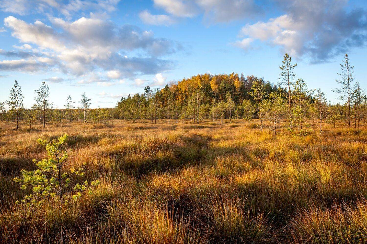 заказник, болото, Чистый мох, Ленобласть, ООПТ, Ленинградская область, Арсений Кашкаров
