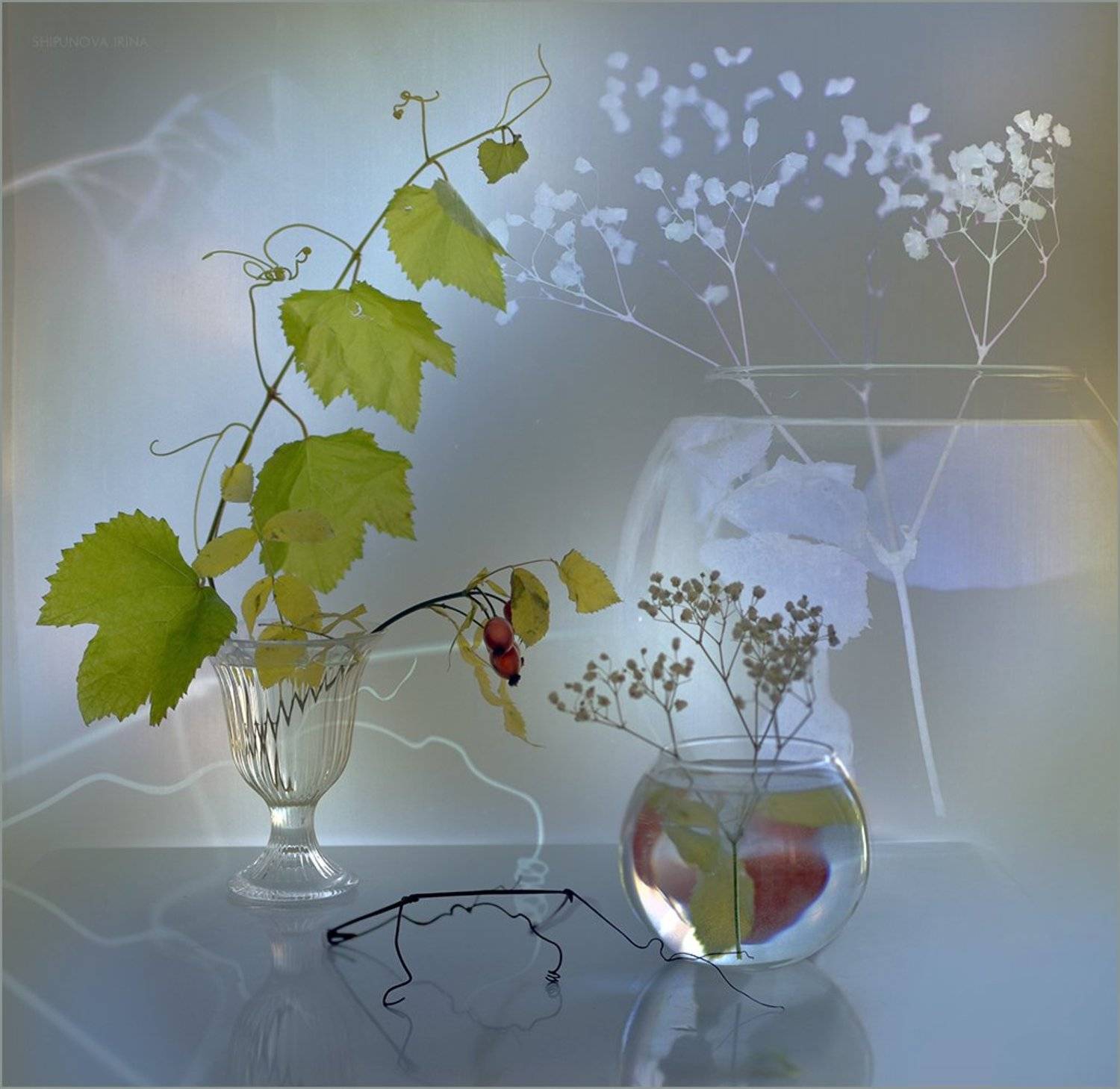 , Шипунова Ирина