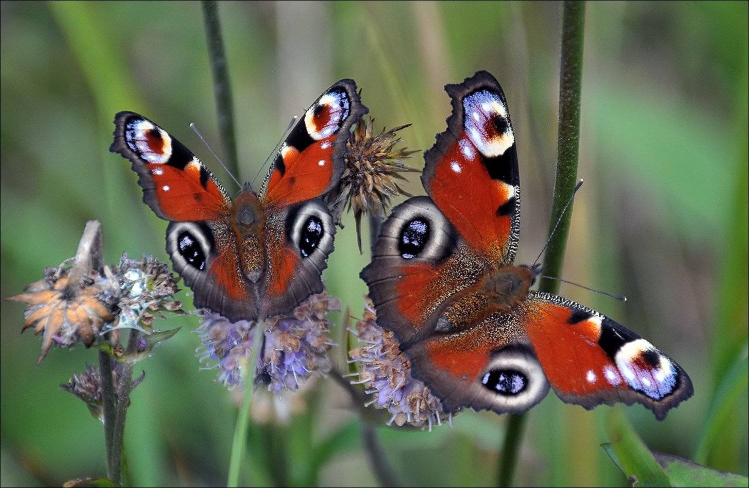 павлиний, глаз, Андрей Медведев