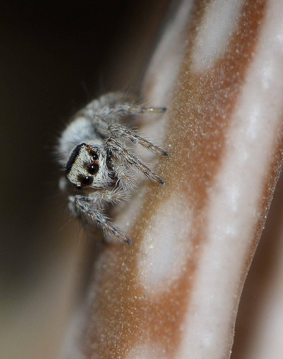 природа, макро, паук, скакунчик, сафари,, Неля Рачкова