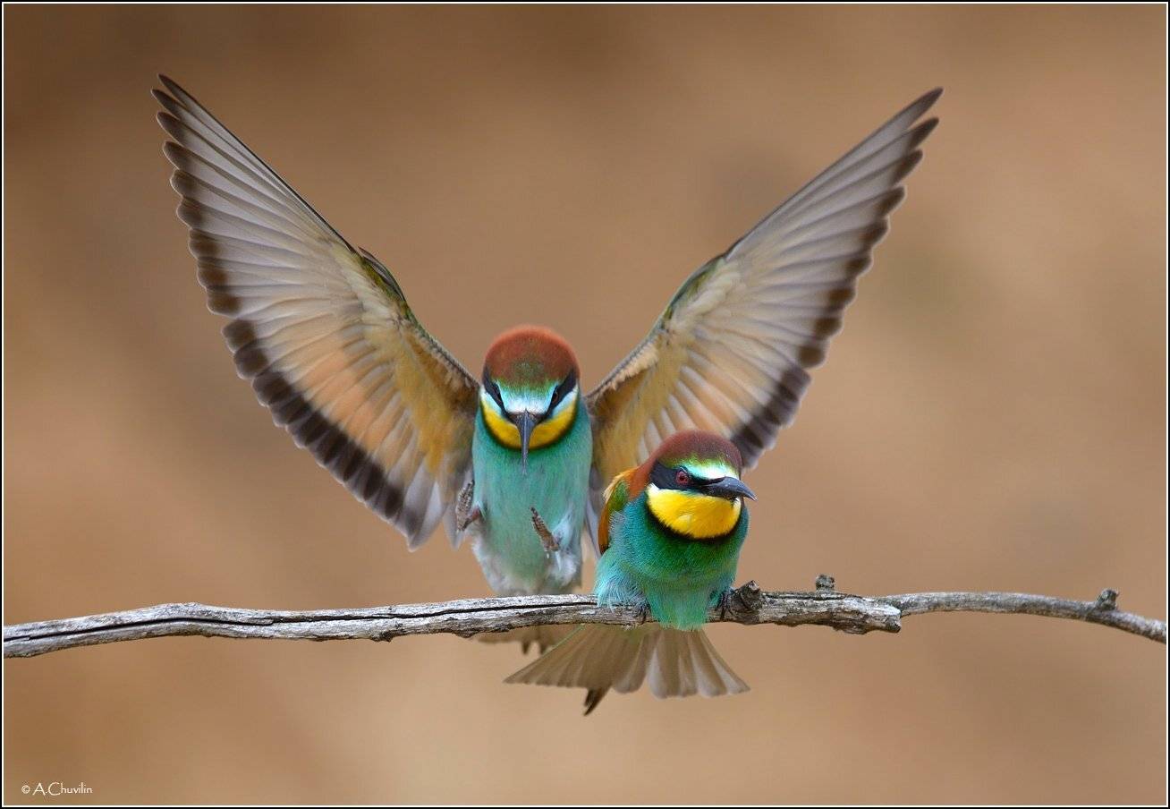 птицы,щурки,милый,прилетел, Александр Чувилин
