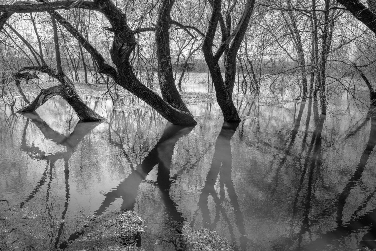 чб,чёрно-белое,серый,ивы,деревья,колдовство,таинственность,отражение,река,Москва река,разлив,Подмосковье,Николина гора,весна, Ксения Соварцева