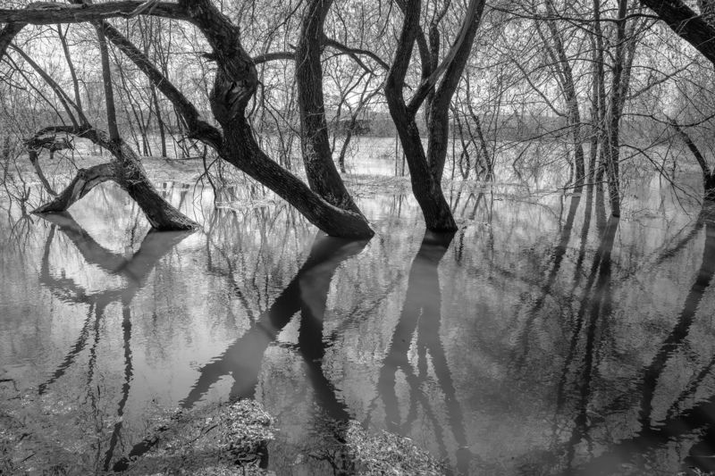 чб,чёрно-белое,серый,ивы,деревья,колдовство,таинственность,отражение,река,Москва река,разлив,Подмосковье,Николина гора,весна Заколдованные фото превью