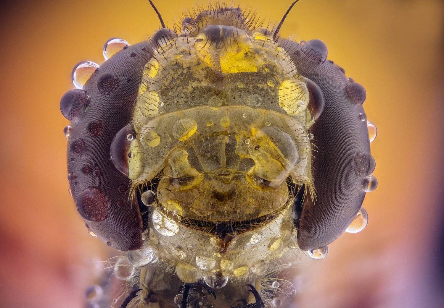 ceclii,macro,lgg4, extrememacro,  макро, Tsvetan Ganev