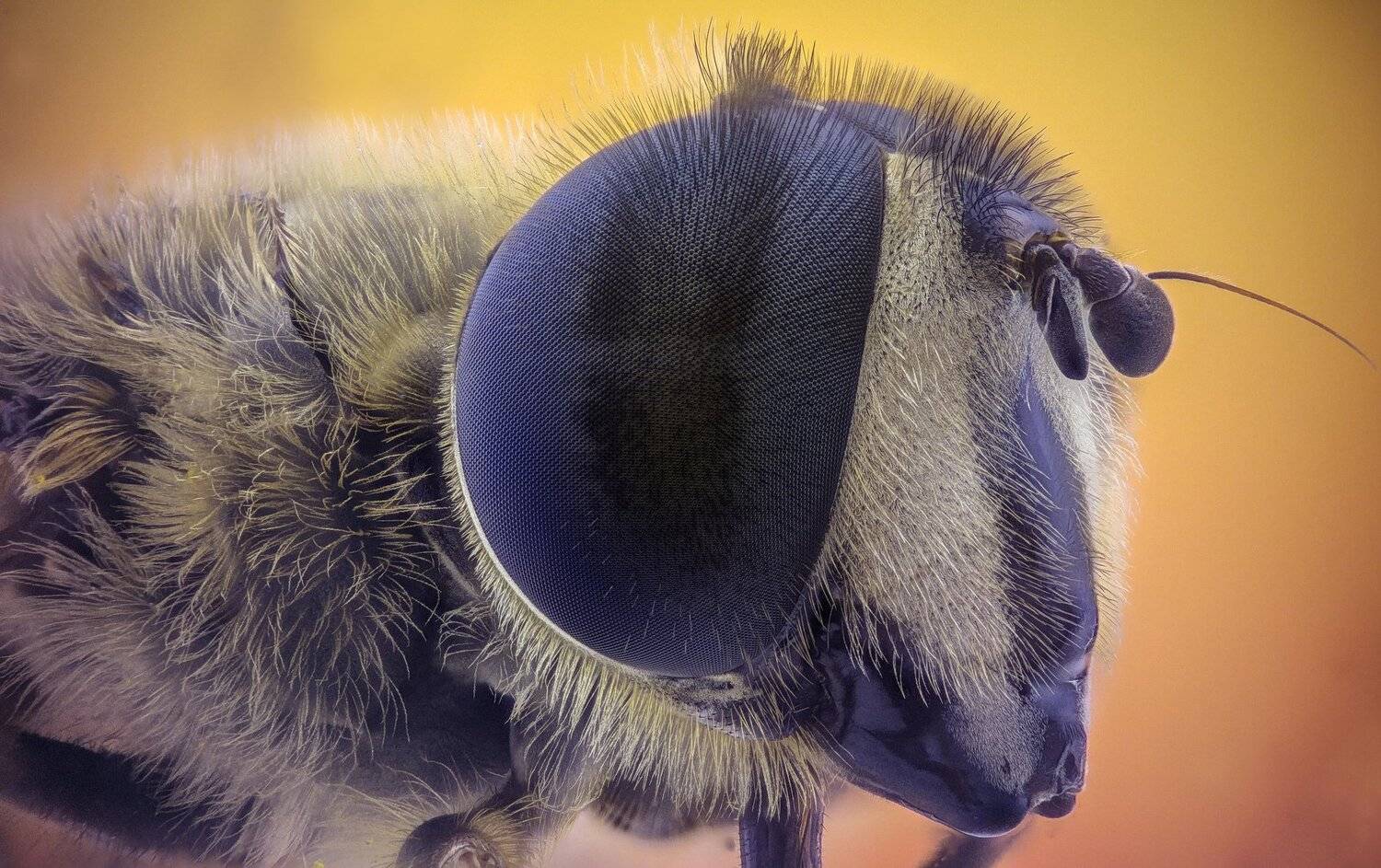 Автор: Tsvetan Ganev ceclii,macro,lgg4, extrememacro, макро, Tsvetan Ganev