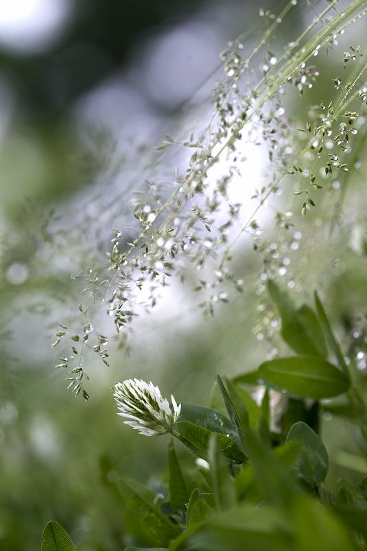 цветы,цветок,макро,растения,боке,роса,природа,клевер Утренняя свежесть фото превью