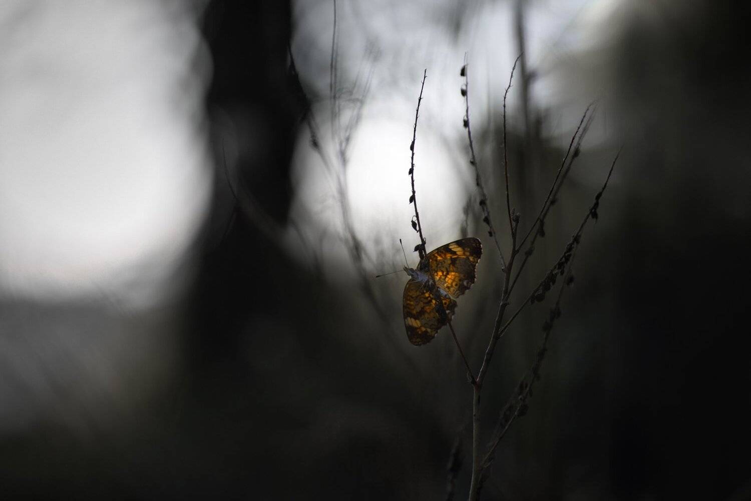 , Андрей Степанов