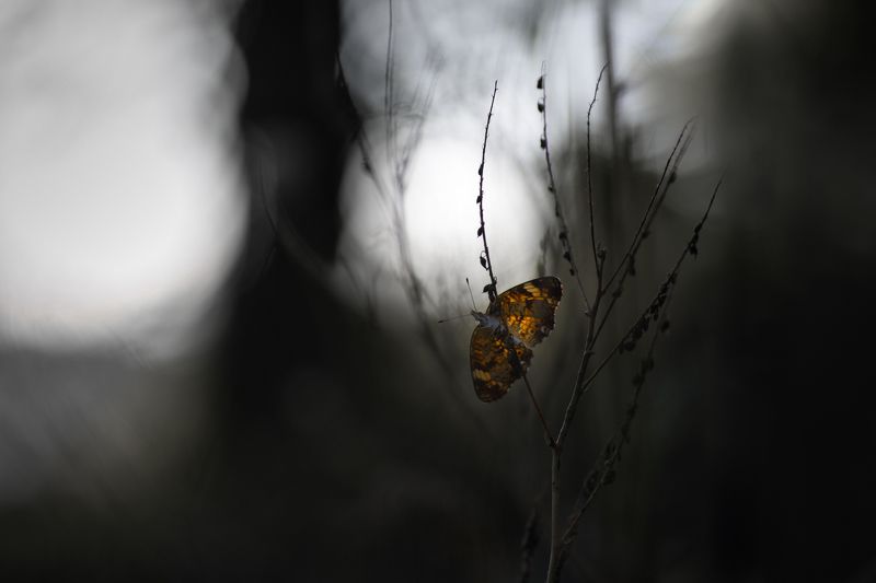 Princess Of The Darkness фото превью