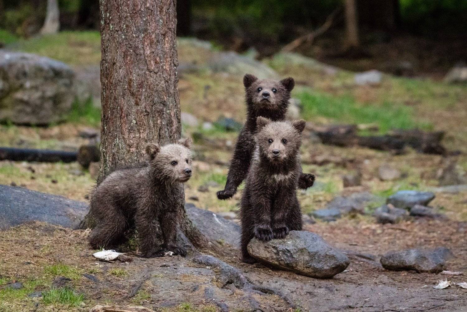медвежата, Алексей Сулоев