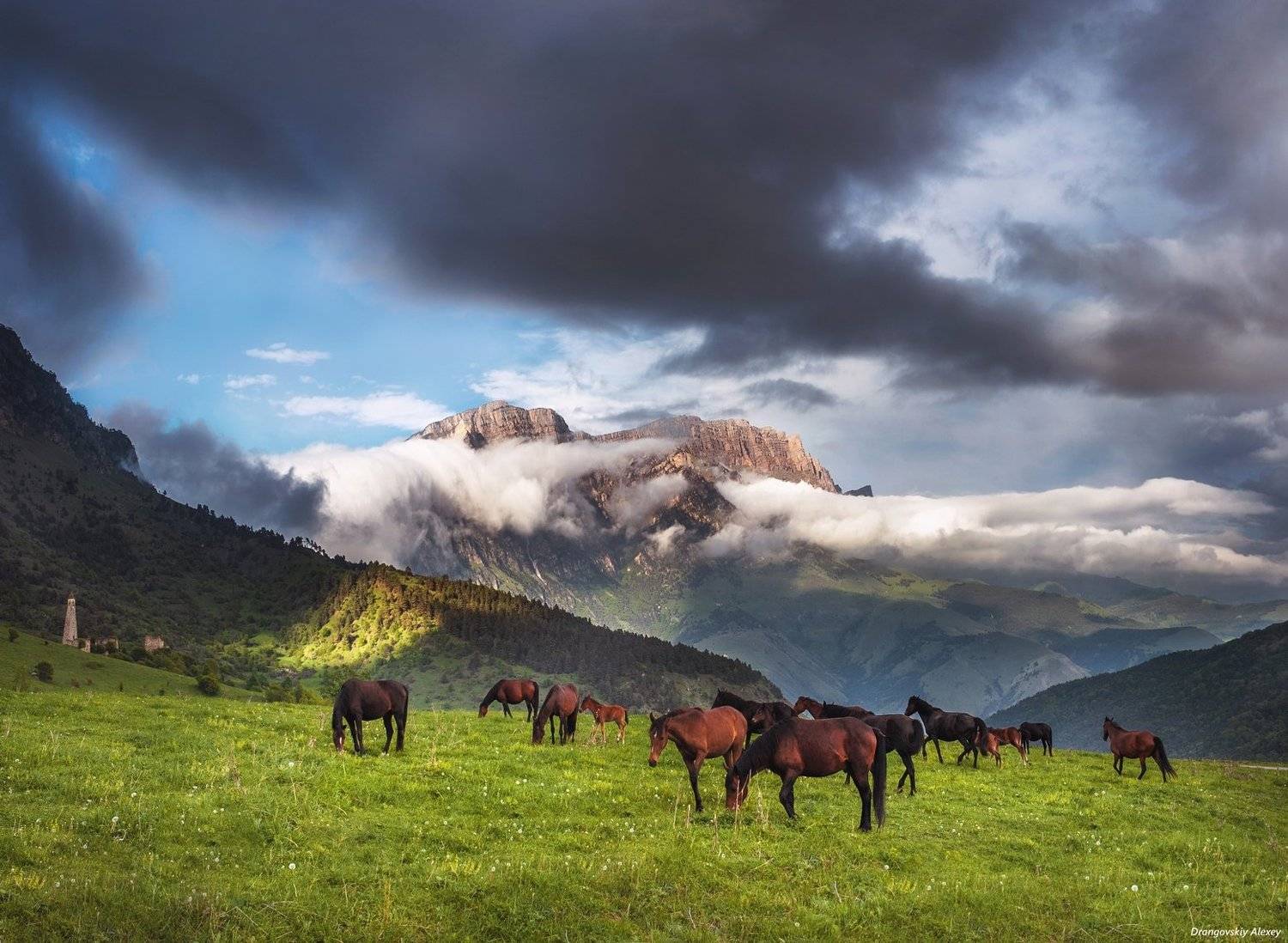 , Алексей Дранговский