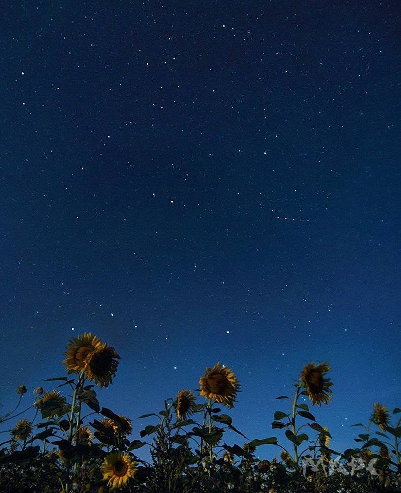 ночь, август, звезды, подсолнухи, Шангареев Марс