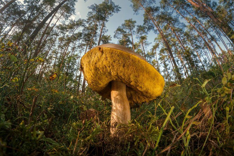 mushroom, fungus, nature, giant Giant фото превью