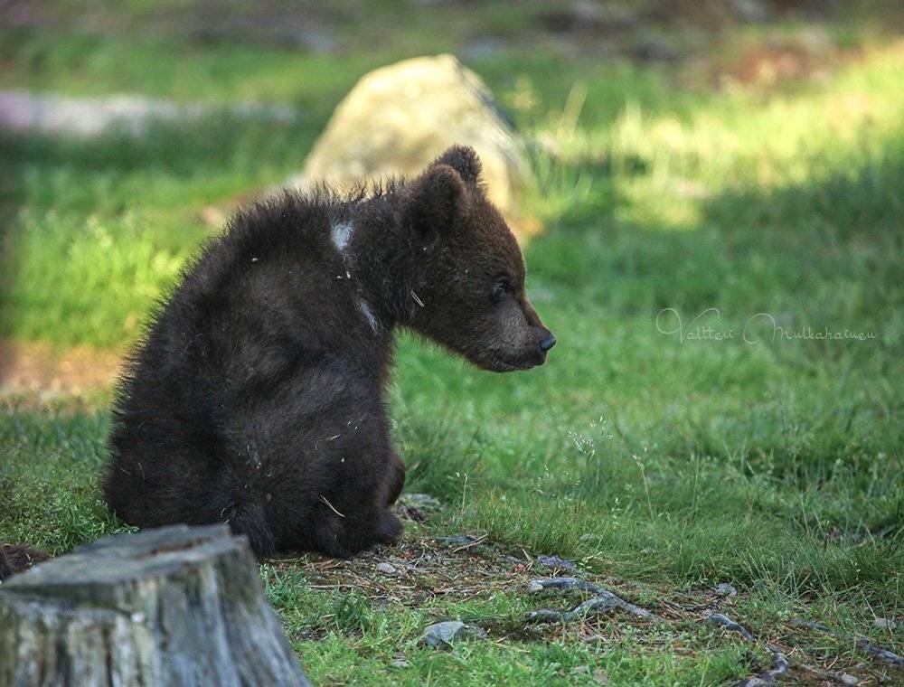 , Valtteri Mulkahainen