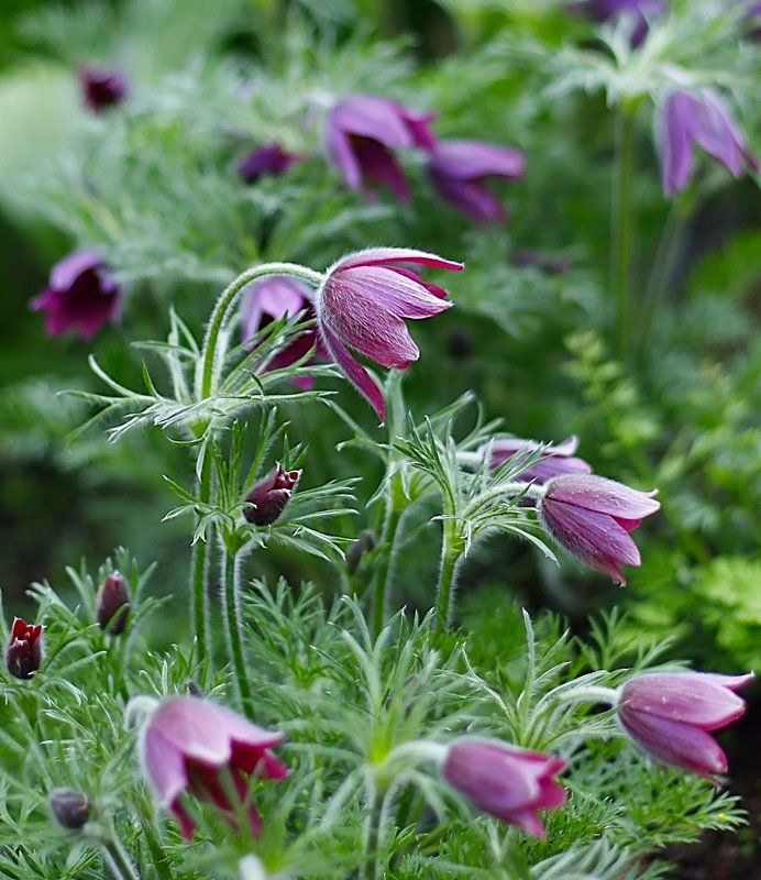 Anemone Patens