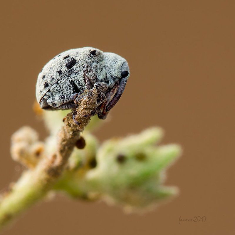 КРОШКА фото превью