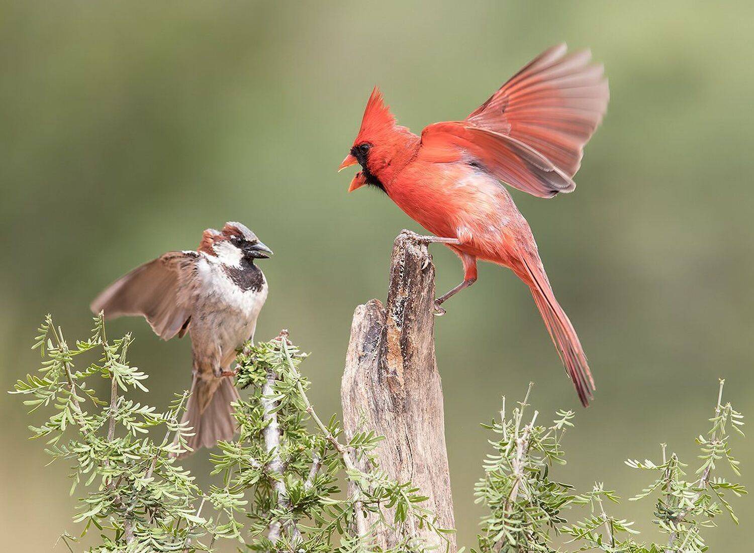 красный кардинал, northern cardinal, воробей, sparrow, texas, tx, Elizabeth Etkind