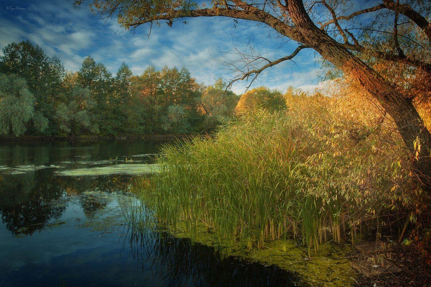 осень,утро,берег,река,камыш, Roma  Chitinskiy