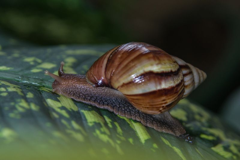 Snail фото превью