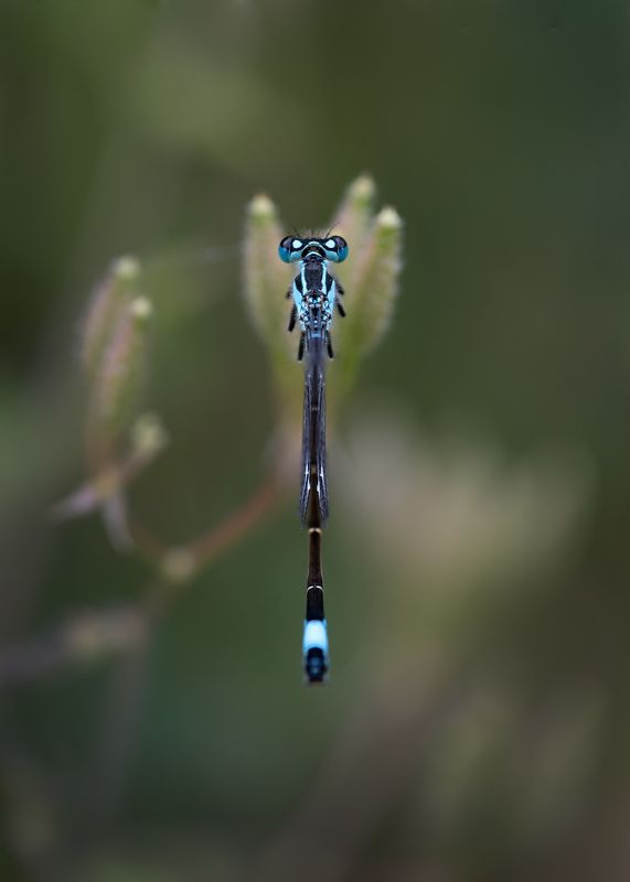 dragonfly, macro, close up Dragonfly from behind фото превью