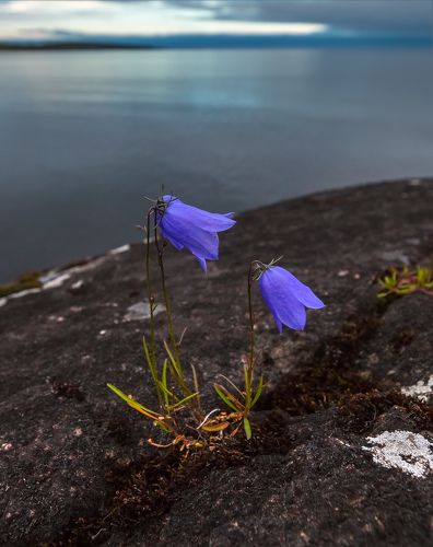 Здесь даже скалы цветут.