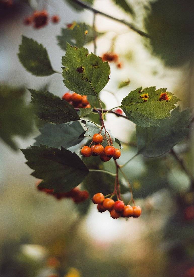 , Чернякова Анна