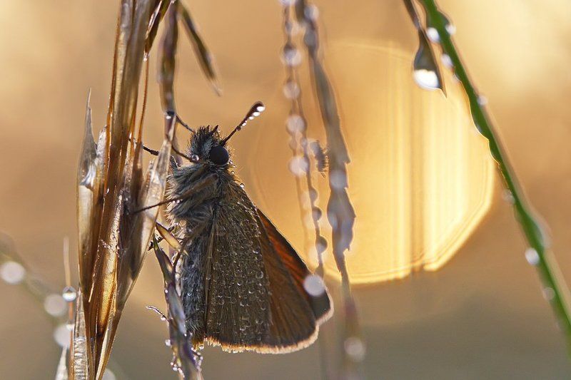 бабочка, насекомое, макро, утро, роса, природа Первые лучи фото превью