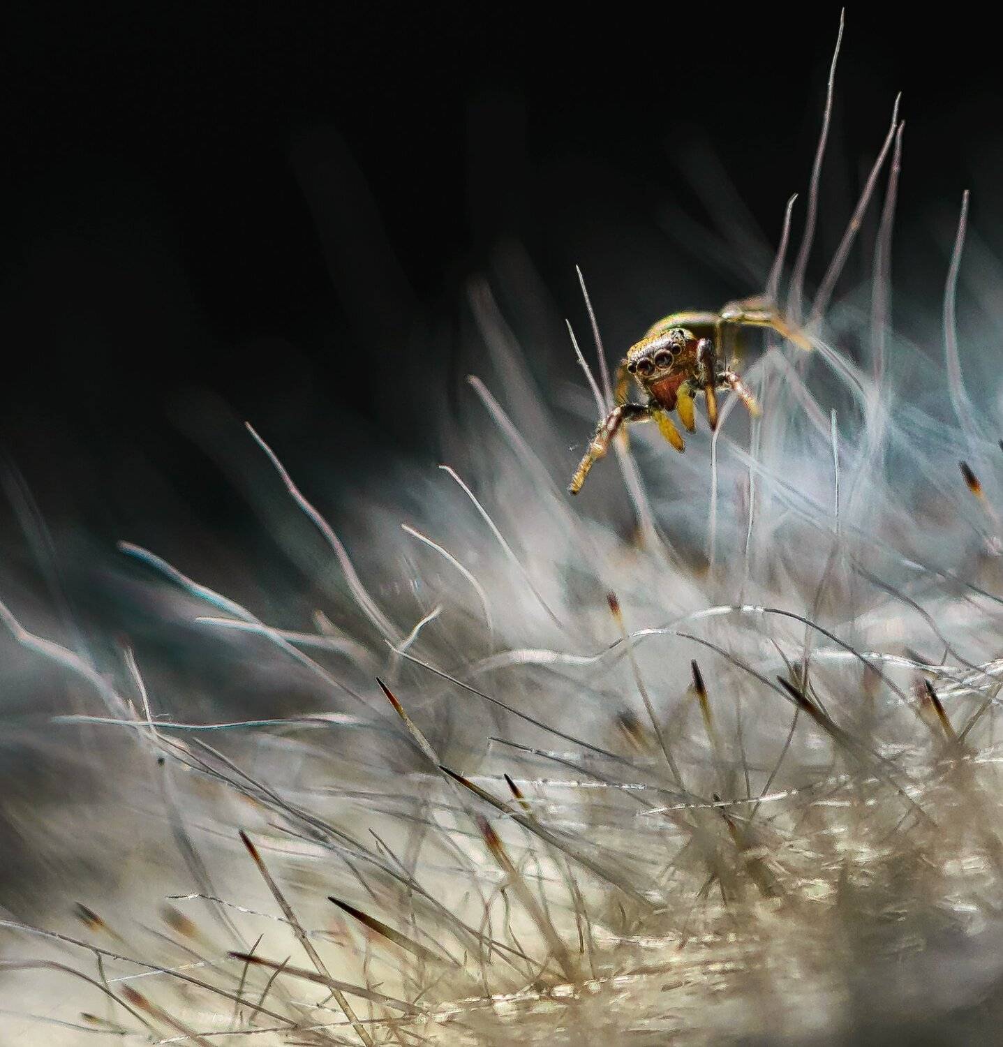 природа, макро, паук, скакунчик, кактус, мамиллярия, Неля Рачкова