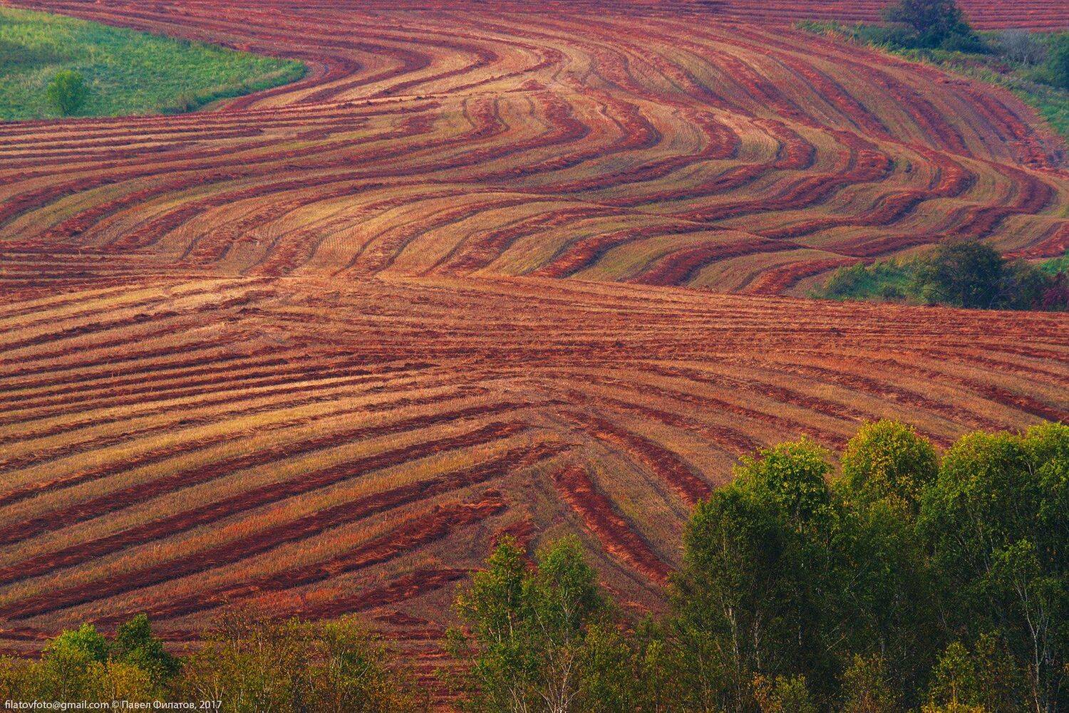 алтай, сибирь, siberia, осень, предгорья, altai, вечер, луга, гречиха, полосы, Павел Филатов