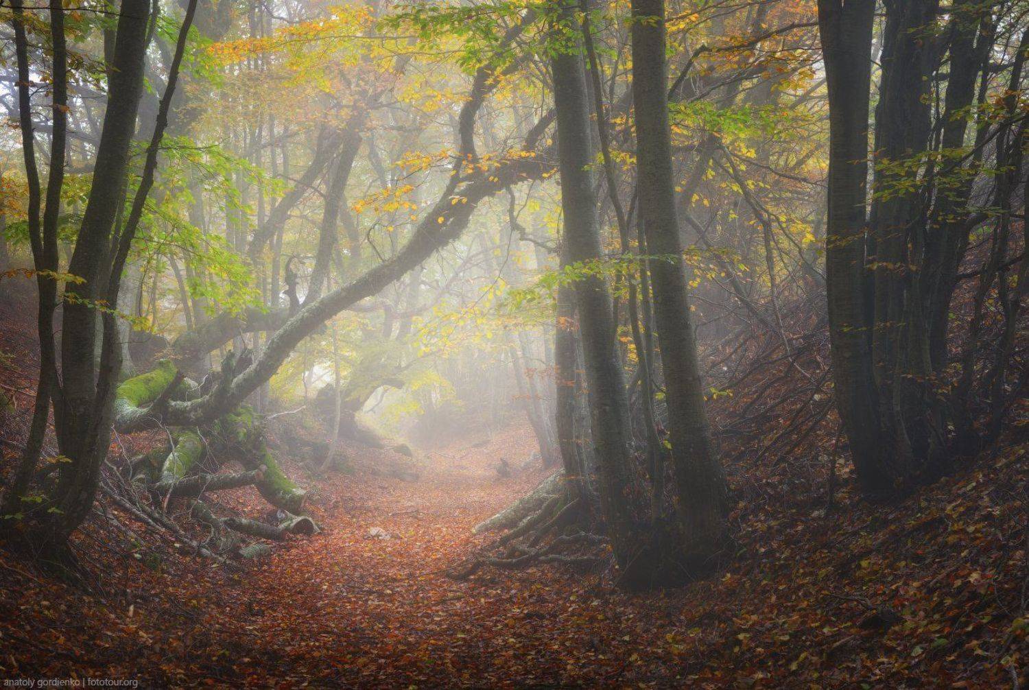 , Анатолий Гордиенко