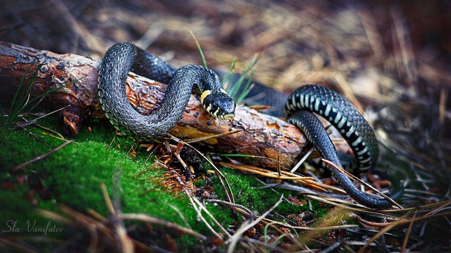 , Вячеслав Ванифатьев