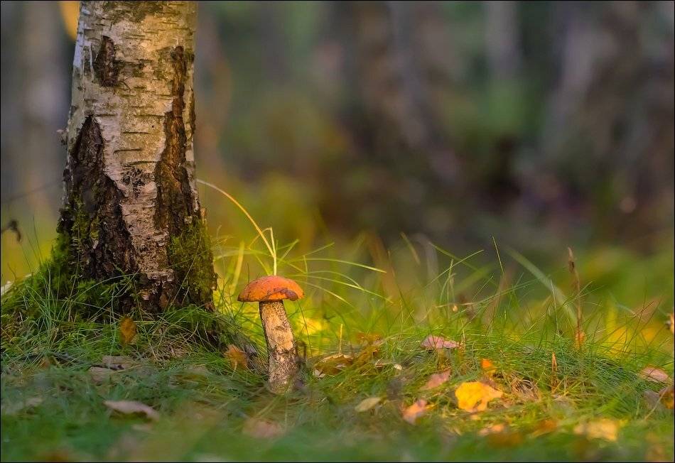 , Бурлов Андрей