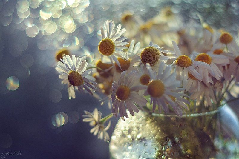 ромашки, макро, капли, боке Camomile dreams фото превью
