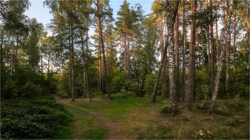 На опушке леса фото превью