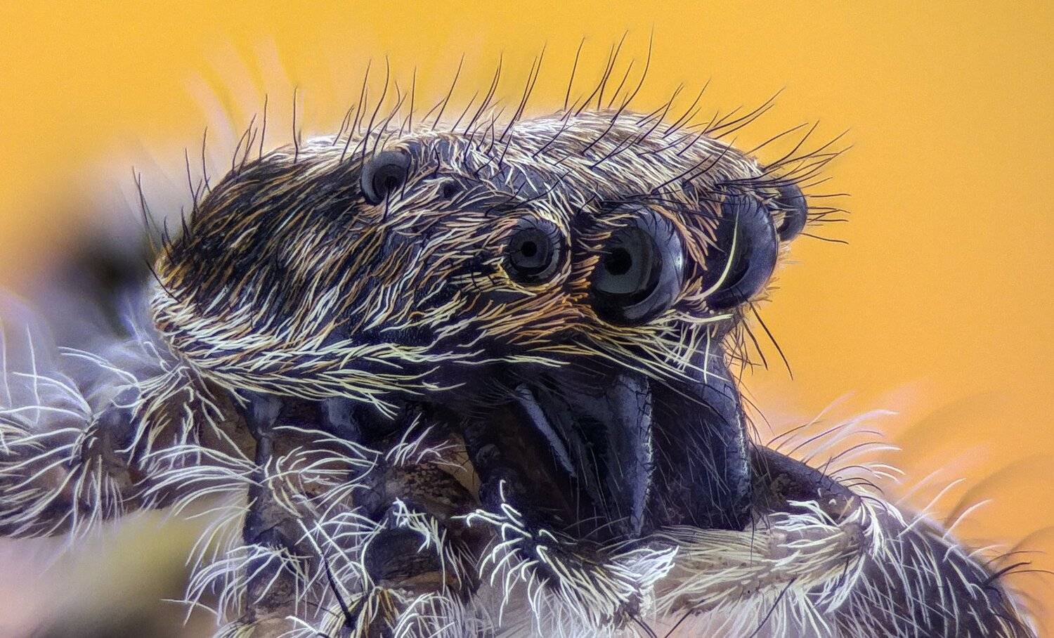 ceclii,macro,lgg4, extrememacro,  макро, Tsvetan Ganev