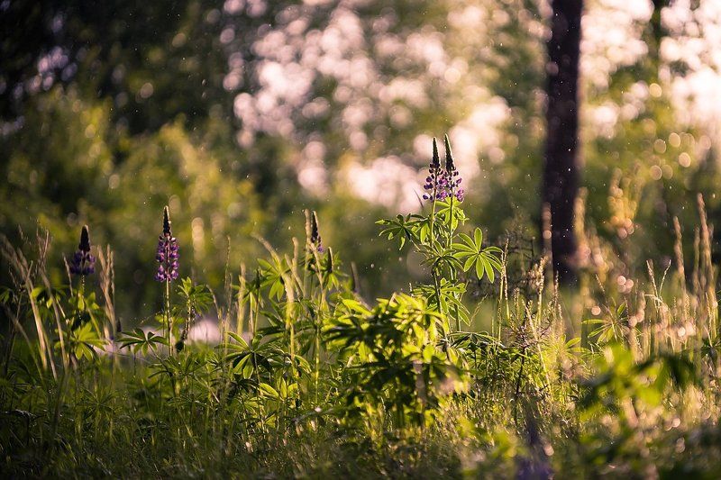 Двое фото превью
