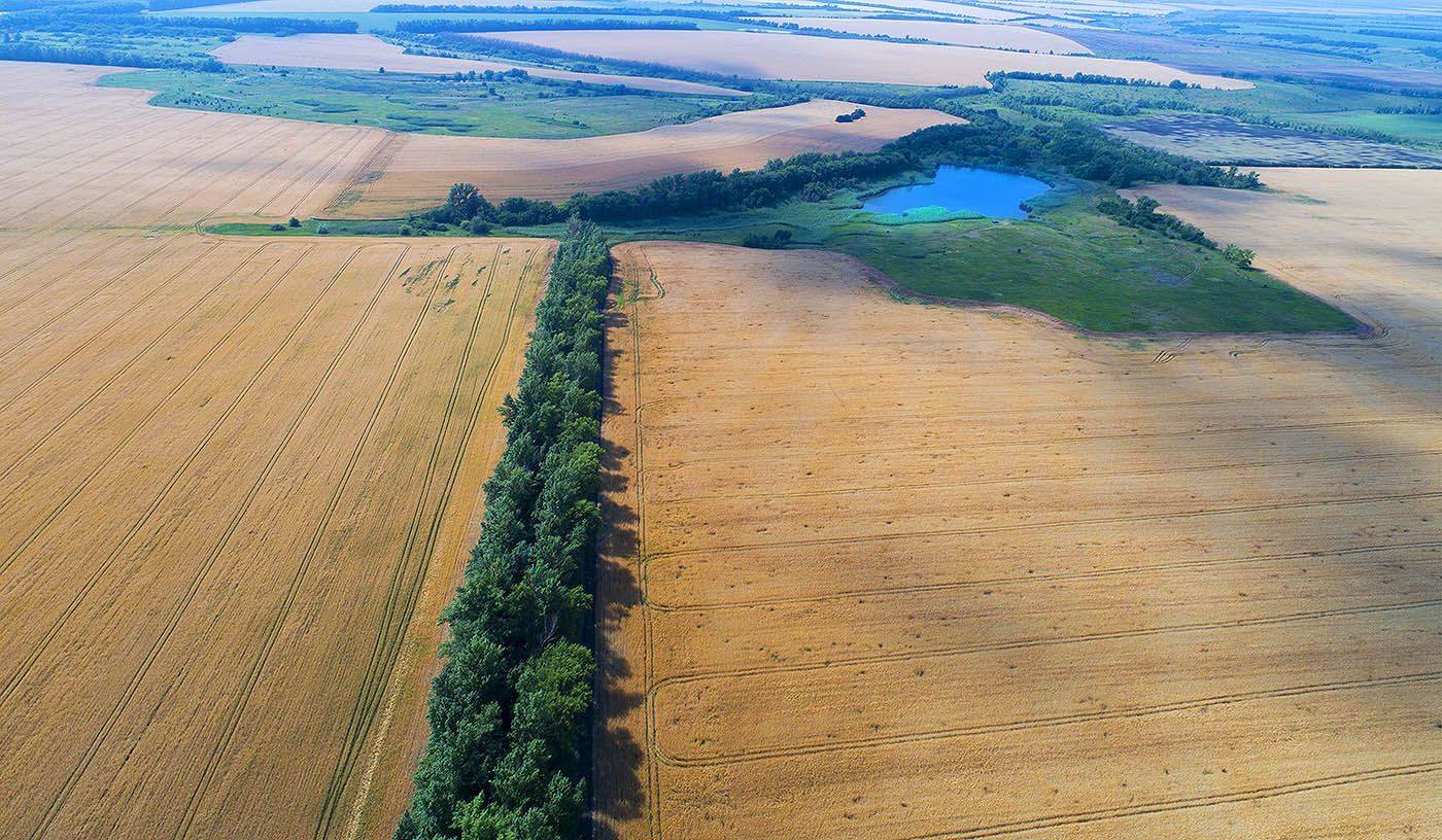 Россия, Воронежская область, поля, пшеница, аллея, дорога, озеро, аэро, air, aerial, Борис Резванцев