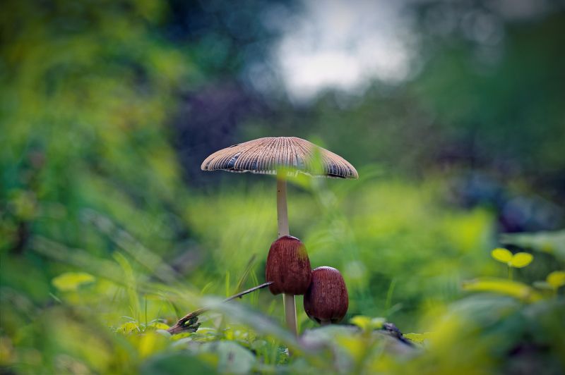 mushroom, tree, nature, macro, centered, center, green, brown, forms Family фото превью