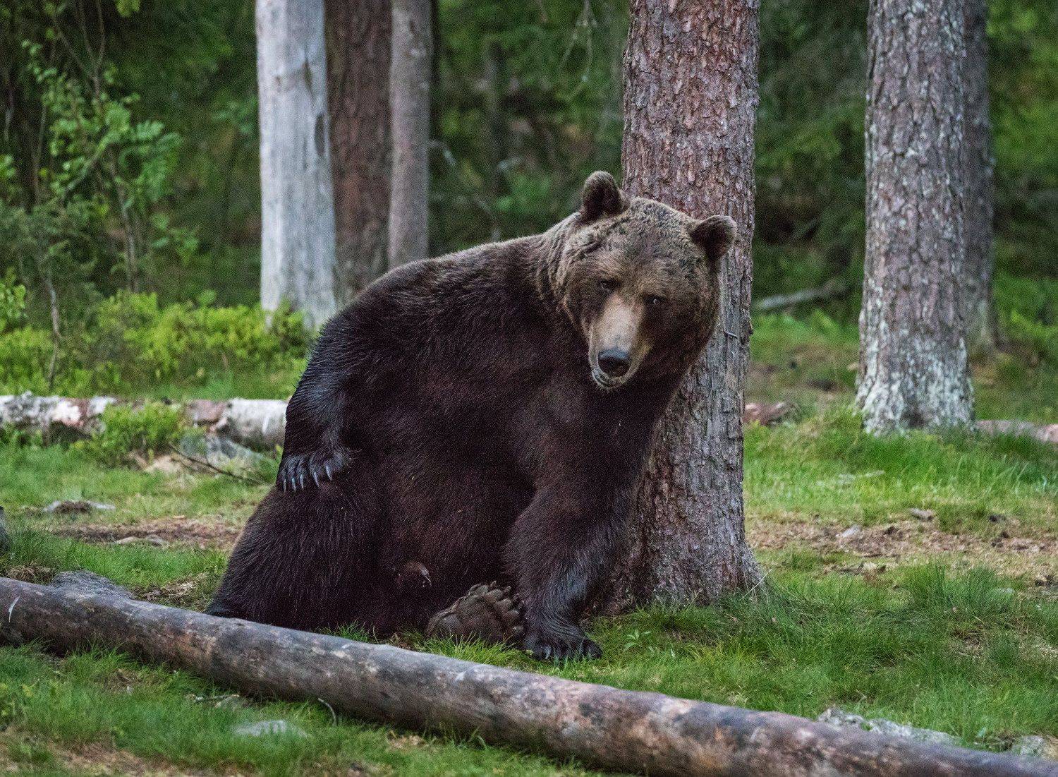 бурый медведь, Алексей Сулоев