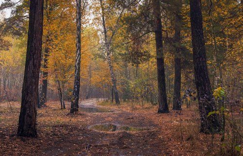 Мокрая осень