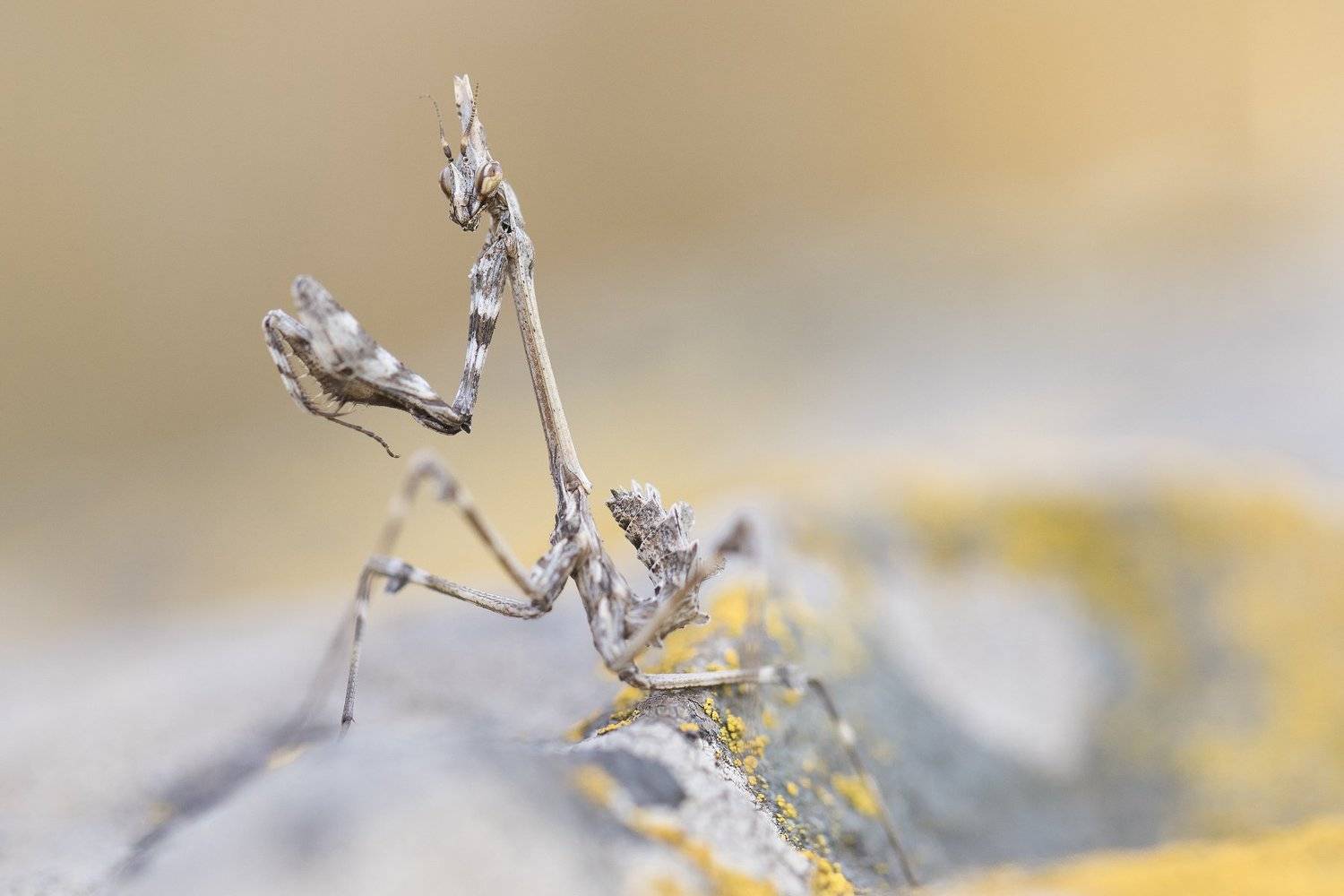 , Desislava Todorova