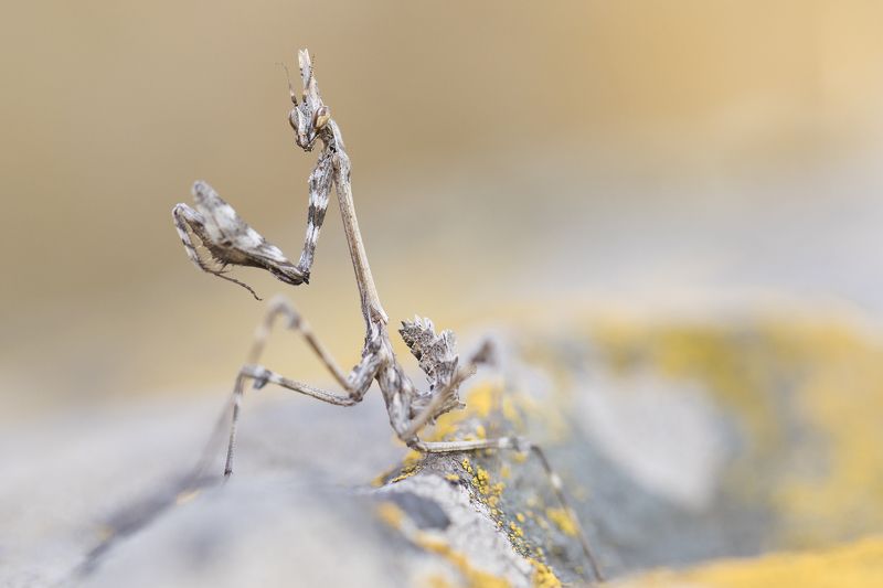 НЛО фото превью