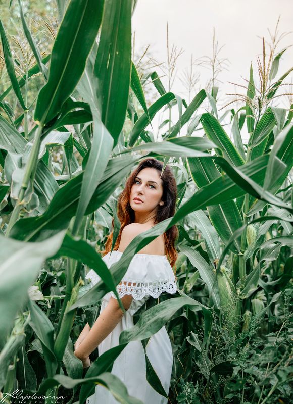 Кукурузные поля фото превью